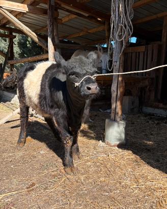 Vitellina Belted Galloway