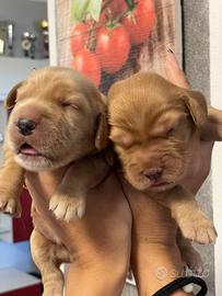 Cuccioli di cocker spaniel con Pedigree Enci