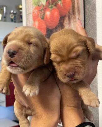 Cuccioli di cocker spaniel con Pedigree Enci