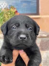 Cucciole di Labrador retriever con Pedigree Enci