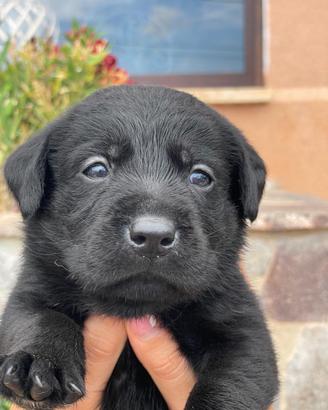 Cucciole di Labrador retriever con Pedigree Enci