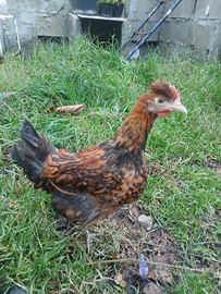 Galline anericanine da cova