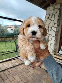 Cuccioli di malipoo