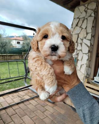Cuccioli di malipoo