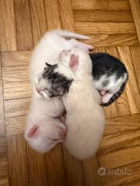 Cuccioli di gatto siberiano