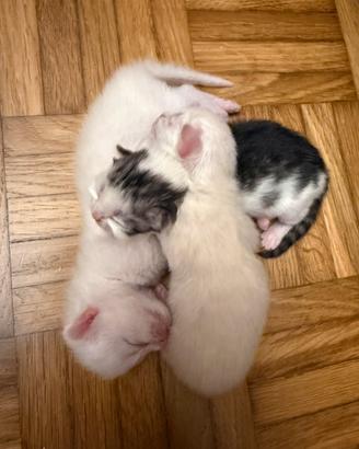 Cuccioli di gatto siberiano