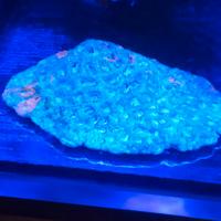 Acanthastrea acquario marino lps