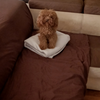 Barboncino mini toy per monta