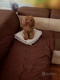 Barboncino mini toy per monta