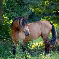 Ispano arabo / vaquero