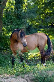 Ispano arabo / vaquero