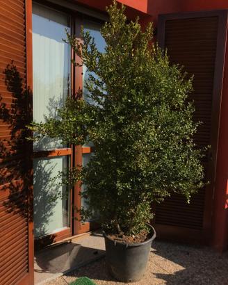 Piante Bosso (Buxus Faulkner)