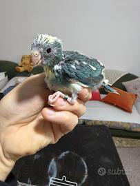 Pappagalli kakariki ALLEVATI A MANO