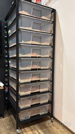 Intero allevamento pitoni reali