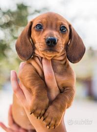 BASSOTTO NANO - BASSOTTI NANI FULVI rate 12 mesi