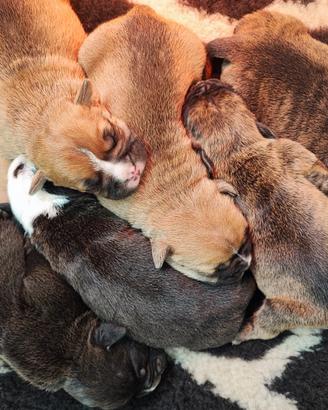 Cuccioli di Continental Bulldog ENCI/FCI