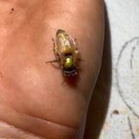 Regina ligustica 2025