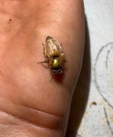 Regina ligustica 2025