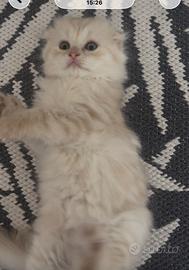 Scottish Fold