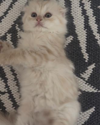 Scottish Fold