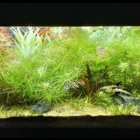 Piante d'acquario - potature 