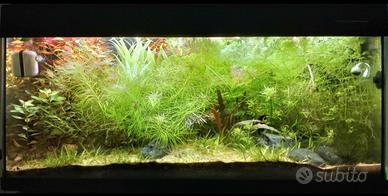 Piante d'acquario - potature 