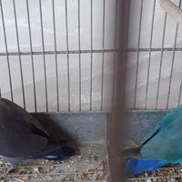 Pappagalli inseparabili