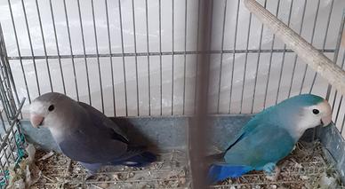 Pappagalli inseparabili