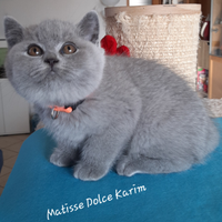 British shorthair Blu