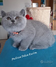 British shorthair Blu