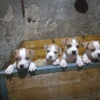 Cuccioli di amstaff