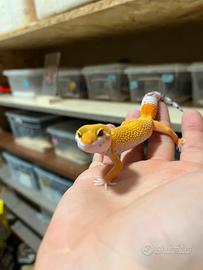 Geco leopardino