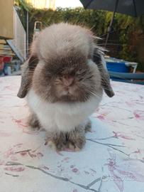 Mini Lop