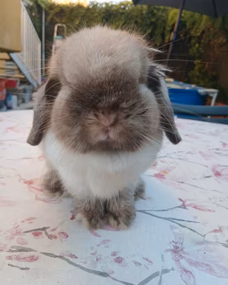 Mini Lop