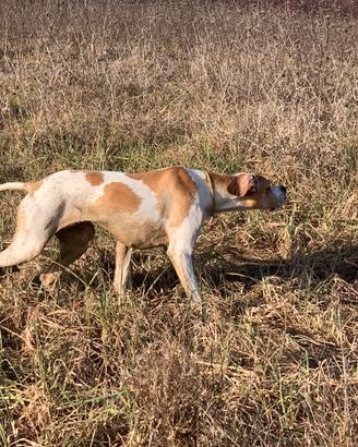 Pointer inglese
