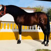 Cavallo Andaluso