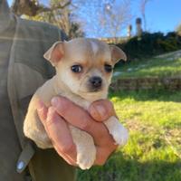 Chihuahua