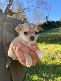 Chihuahua