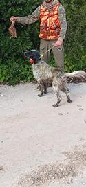 setter inglese