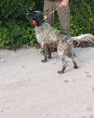 setter inglese