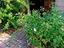 Immagine 25