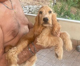 Cocker femmine