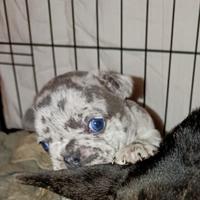 Bull dog francese merle