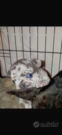 Bull dog francese merle
