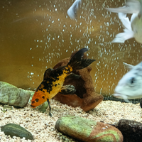 Carpe koy subukin oranda
