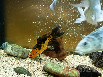 Carpe koy subukin oranda