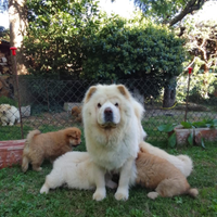 Cuccioli di Chow chow