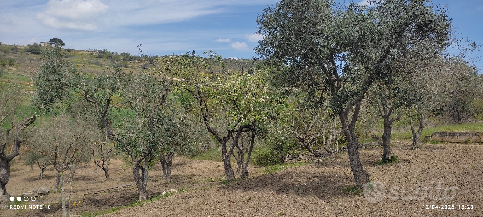 Oliveto e frutteto - Vista 4