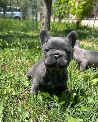 Maschietto bulldog francese blu