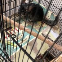 Cucciolo di cincilla' allevato a mano